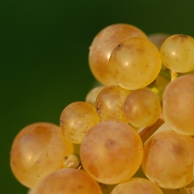 Riesling ANT 1123